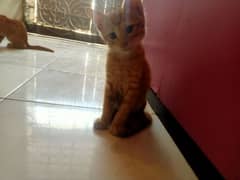 kittens   For Adoption Only Caring Families