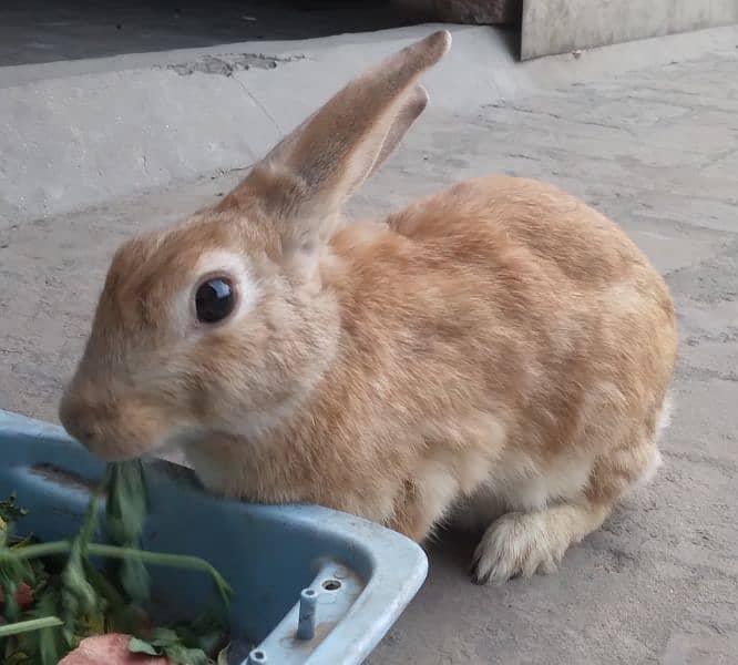 Red Eye White Long Hair Angora-like and and Many Other Rabbits 14