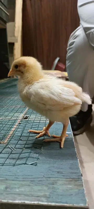Rhode Island Red Choozay RIR Hen Desi Murghi Chicks — photo 3