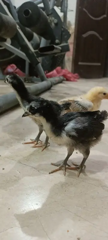 Rhode Island Red Choozay RIR Hen Desi Murghi Chicks — photo 4