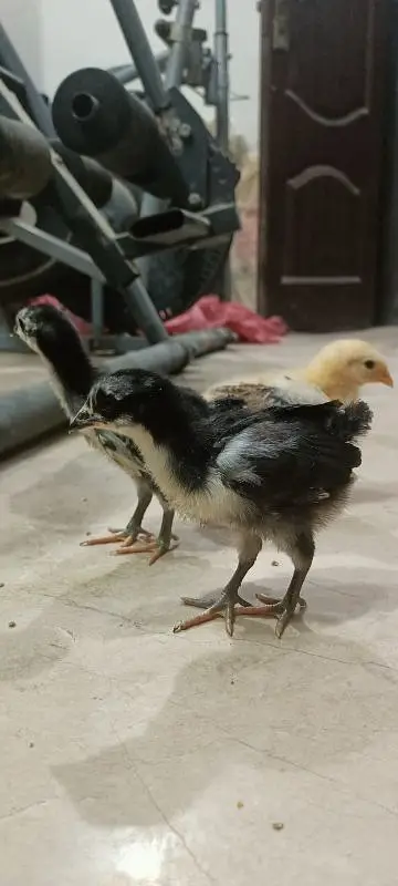 Rhode Island Red Choozay RIR Hen Desi Murghi Chicks — photo 5
