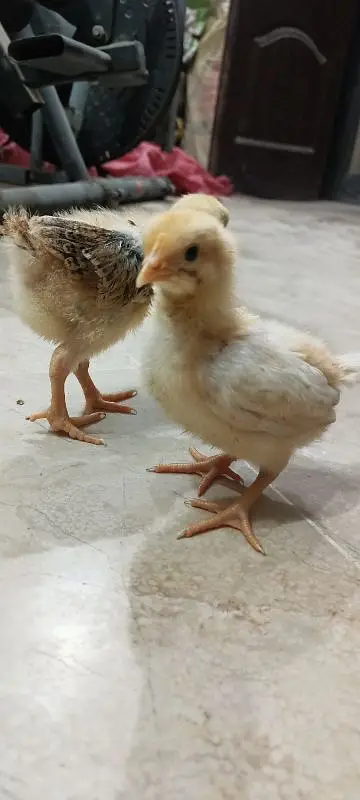 Rhode Island Red Choozay RIR Hen Desi Murghi Chicks — photo 7