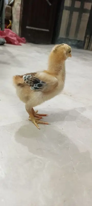 Rhode Island Red Choozay RIR Hen Desi Murghi Chicks — photo 8