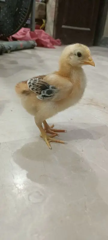 Rhode Island Red Choozay RIR Hen Desi Murghi Chicks — photo 9