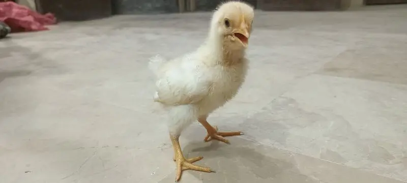 Rhode Island Red Choozay RIR Hen Desi Murghi Chicks — photo 10