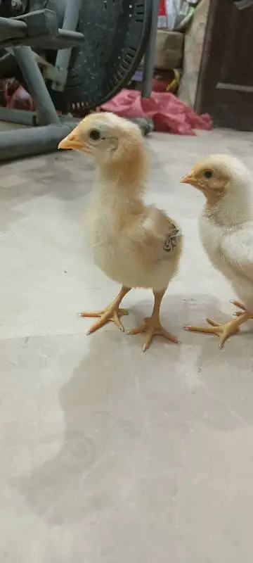 Rhode Island Red Choozay RIR Hen Desi Murghi Chicks — photo 11