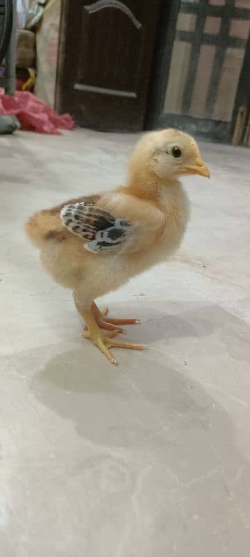 Lohmann Brown F2 Choozay Hen Desi Murghi Chicks Astrolob RIR 11