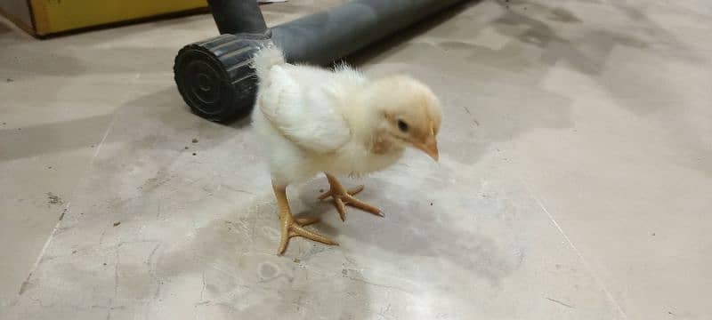 Lohman Brown F2 Choozay Hen Desi Murghi Chicks Astrolob RIR 1