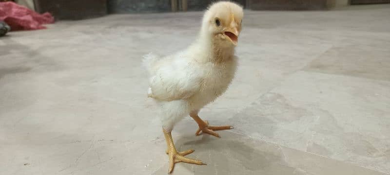 Lohman Brown F2 Choozay Hen Desi Murghi Chicks Astrolob RIR 3
