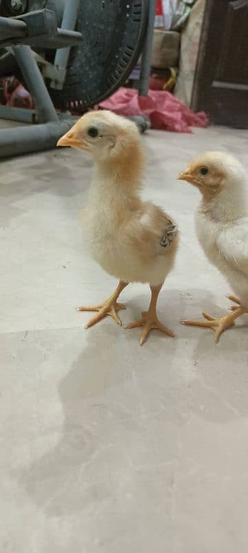Lohman Brown F2 Choozay Hen Desi Murghi Chicks Astrolob RIR 4