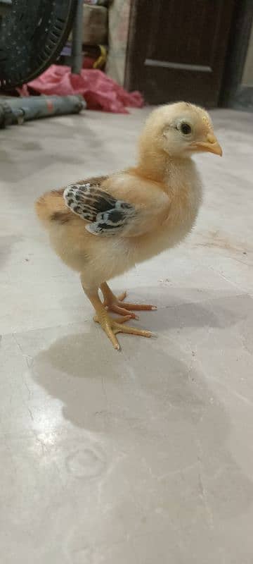 Lohman Brown F2 Choozay Hen Desi Murghi Chicks Astrolob RIR 5