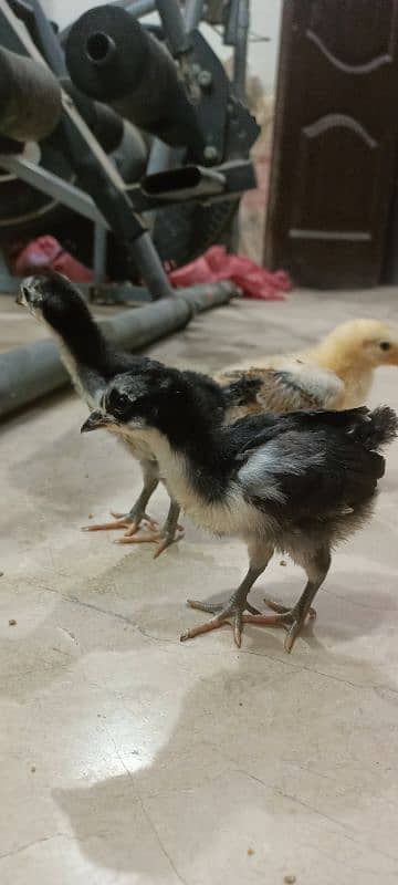 Lohman Brown F2 Choozay Hen Desi Murghi Chicks Astrolob RIR 6