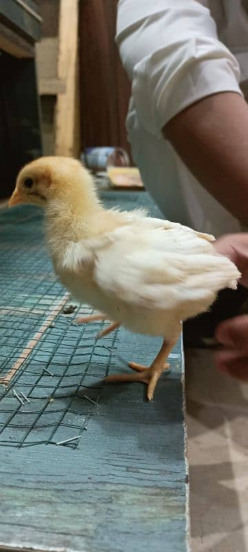 Lohman Brown F2 Choozay Hen Desi Murghi Chicks Astrolob RIR 7