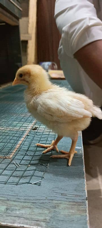 Lohman Brown F2 Choozay Hen Desi Murghi Chicks Astrolob RIR 8