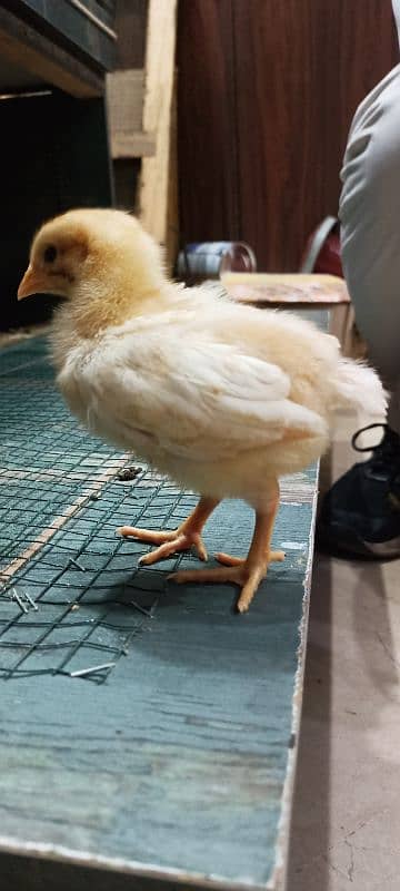 Lohman Brown F2 Choozay Hen Desi Murghi Chicks Astrolob RIR 9