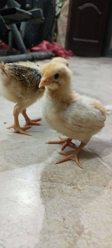 Lohman Brown F2 Choozay Hen Desi Murghi Chicks Astrolob RIR 10