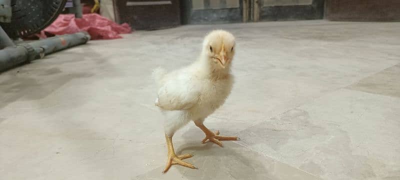 Lohman Brown F2 Choozay Hen Desi Murghi Chicks Astrolob RIR 11