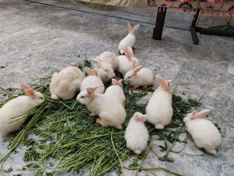 Rabbit kit Available 0