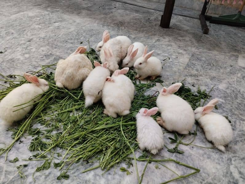 Rabbit kit Available 1