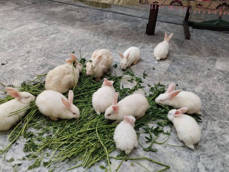 Rabbit kit Available 4
