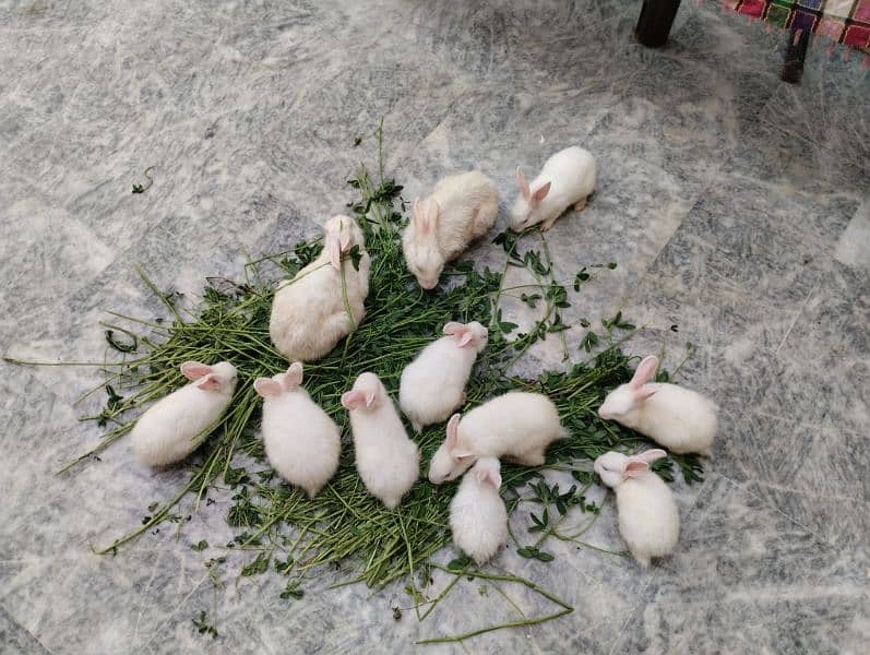 Rabbit kit Available 5