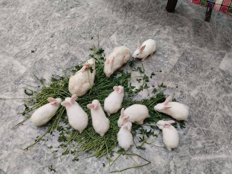 Rabbit kit Available 6