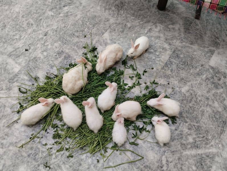 Rabbit kit Available 7