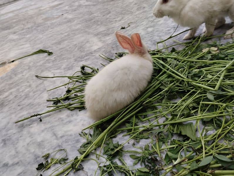 Rabbit kit Available 8