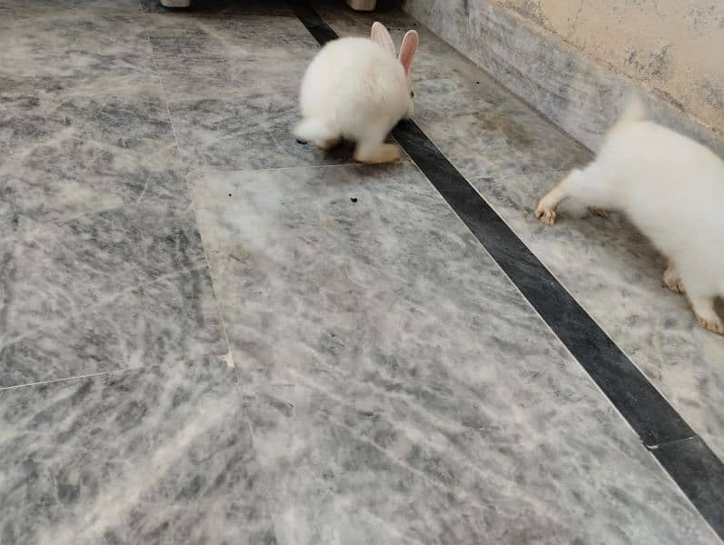 Rabbit kit Available 9