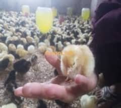 golden misri chicks for sale