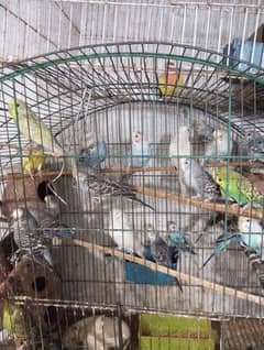 multiple parrots sale with pairs