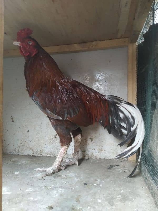 0 size miyanwali Old blood line khaprail nali 0