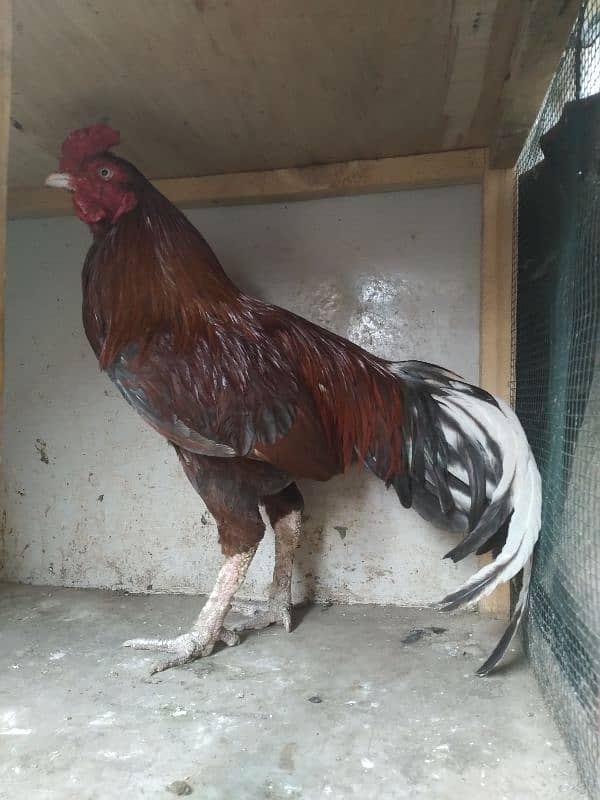 0 size miyanwali Old blood line khaprail nali 1