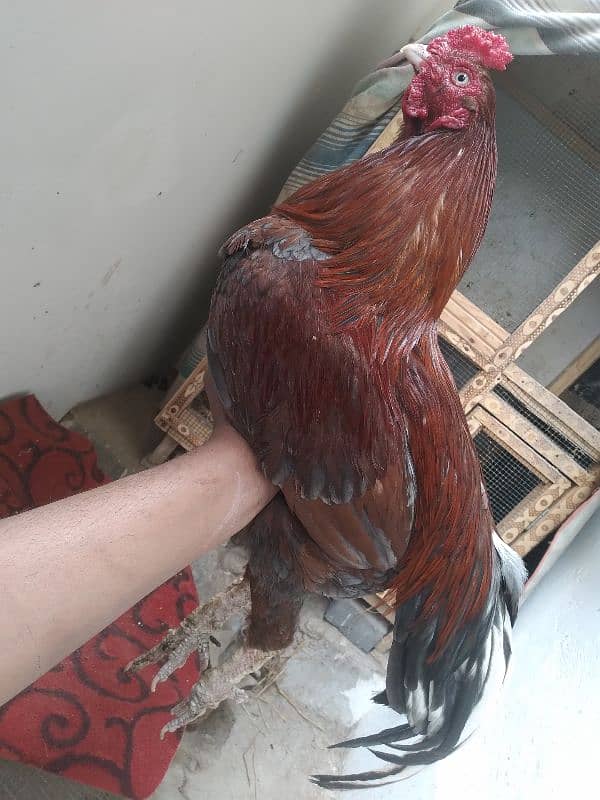 0 size miyanwali Old blood line khaprail nali 3