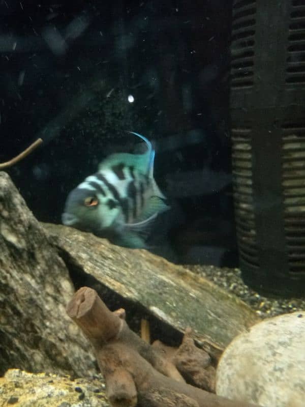 Oscar, polar parrot and guppy fish set for sale 1