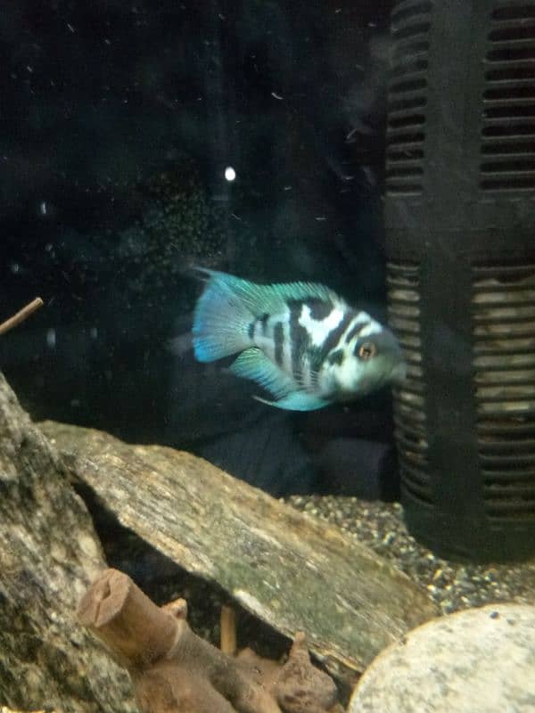 Oscar, polar parrot and guppy fish set for sale 0