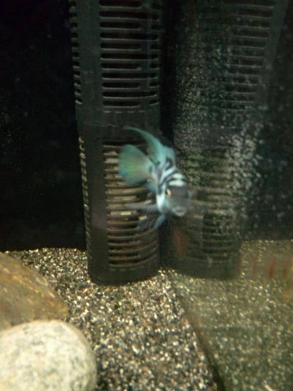 Oscar, polar parrot and guppy fish set for sale 2
