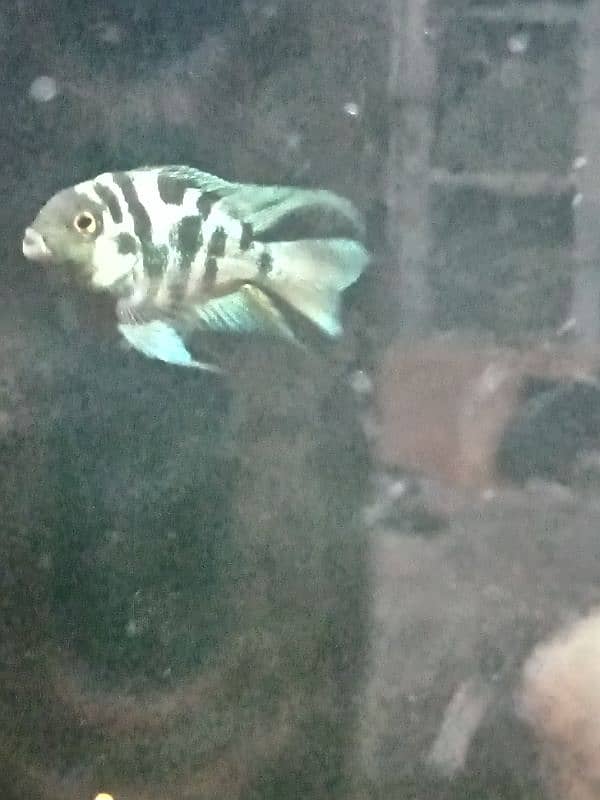 Oscar, polar parrot and guppy fish set for sale 3