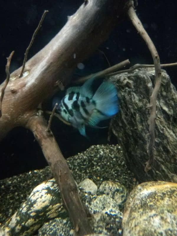 Oscar, polar parrot and guppy fish set for sale 5