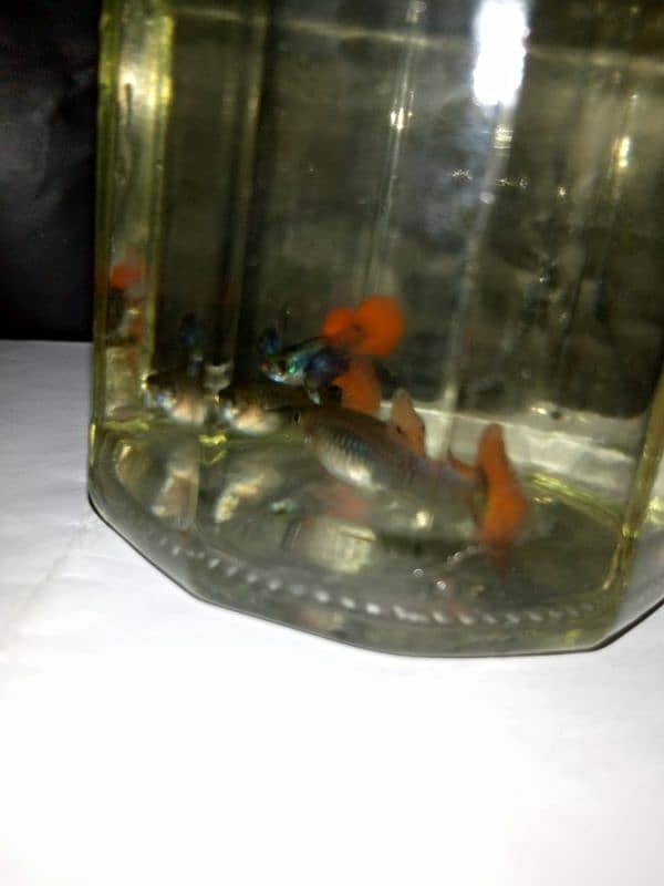 Oscar, polar parrot and guppy fish set for sale 7