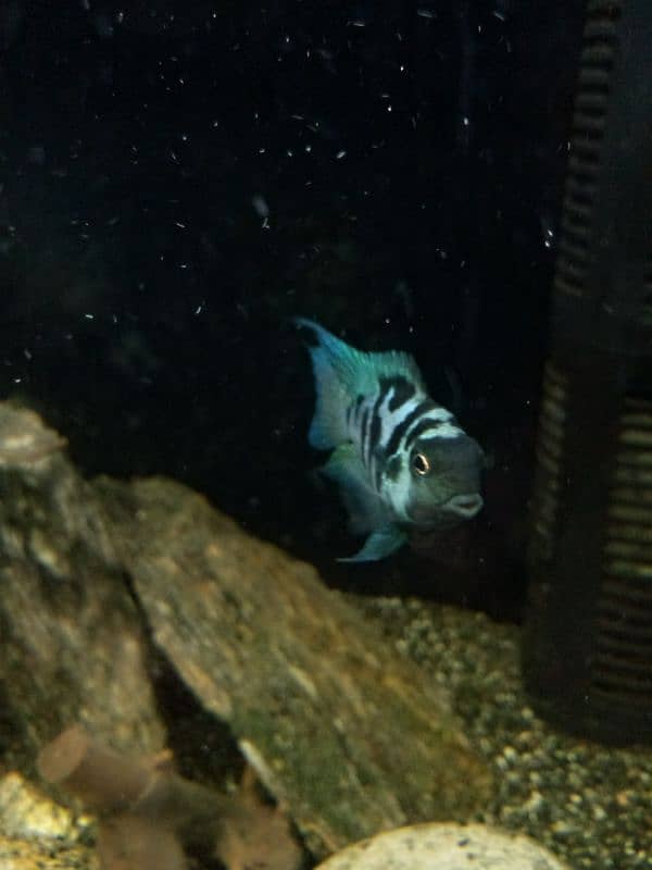 Oscar, polar parrot and guppy fish set for sale 8