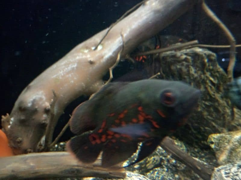 Oscar, polar parrot and guppy fish set for sale 9