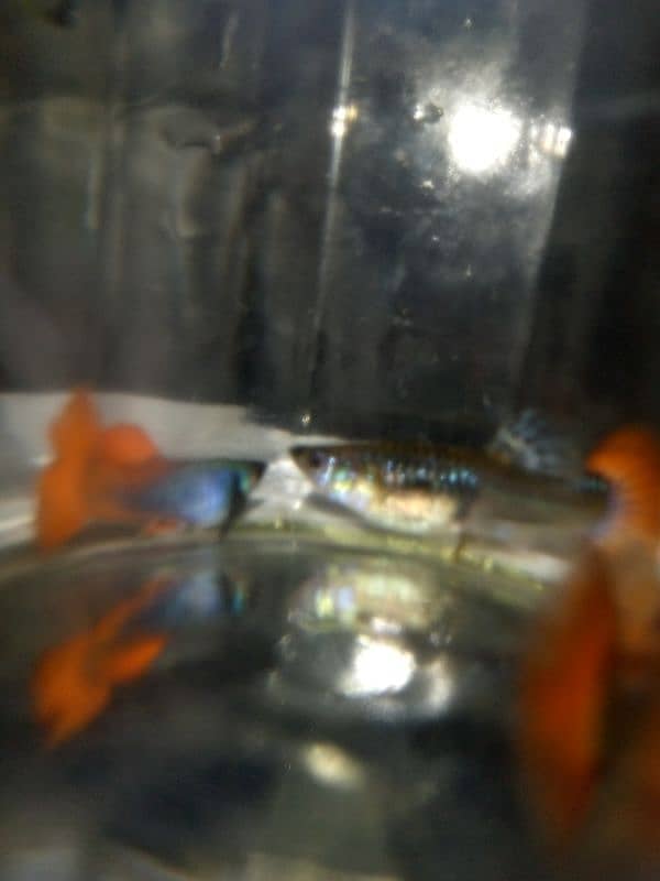 Oscar, polar parrot and guppy fish set for sale 10