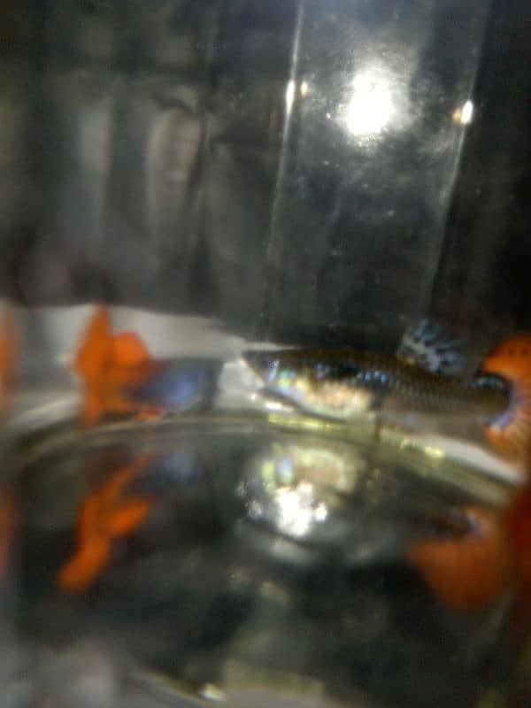 Oscar, polar parrot and guppy fish set for sale 11