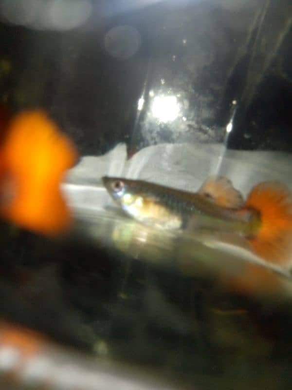 Oscar, polar parrot and guppy fish set for sale 12