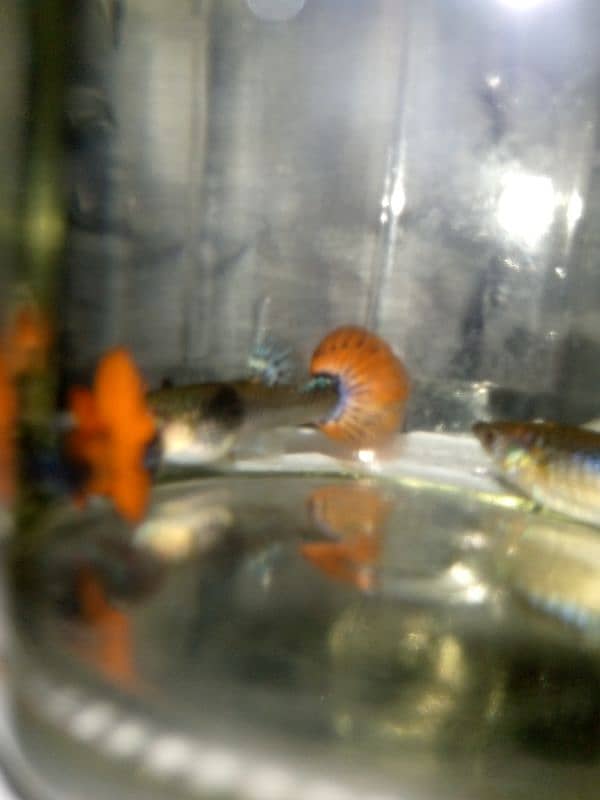 Oscar, polar parrot and guppy fish set for sale 13