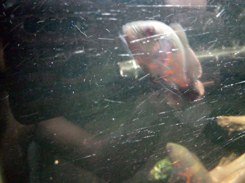Oscar, polar parrot and guppy fish set for sale 14