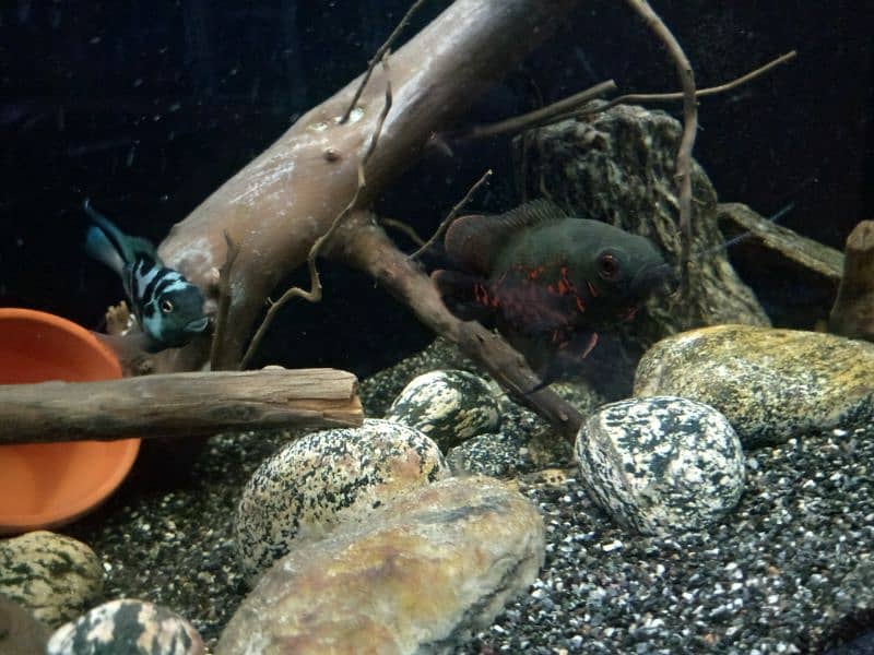 Oscar, polar parrot and guppy fish set for sale 15
