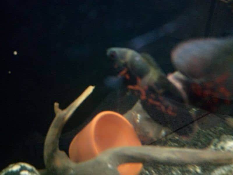 Oscar, polar parrot and guppy fish set for sale 16
