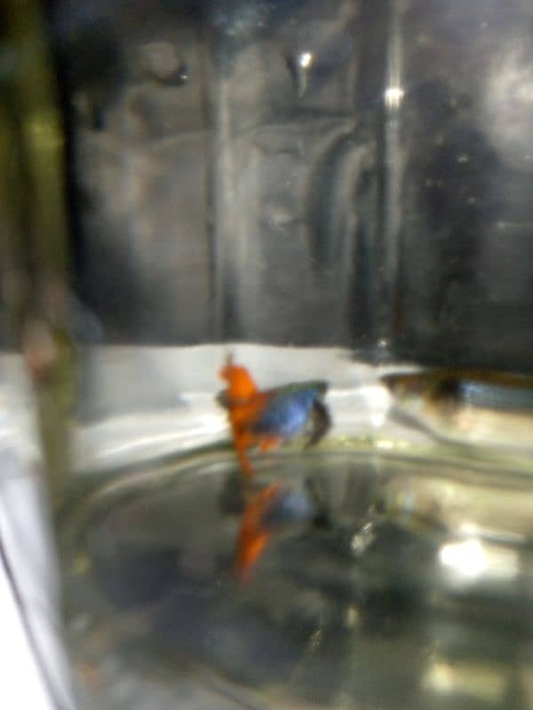 Oscar, polar parrot and guppy fish set for sale 17